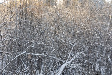 Kahverengi dallar beyaz pofuduk karla kaplanmış ağaçlar kış günündedir.