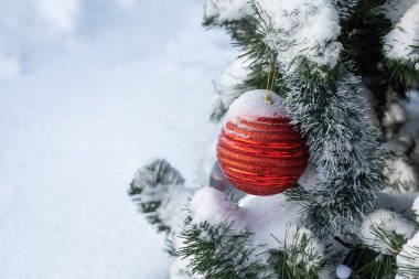 Karlı yeşil bir köknar ağacı ve kırmızı cam bir Noel topu ve süslemeler bulanık beyaz bir arka planda