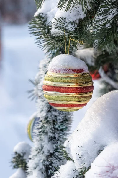 Green fir tree with snow and a red and yellow glass Christmas ball and decorations is on a blurred white background Stock Photo