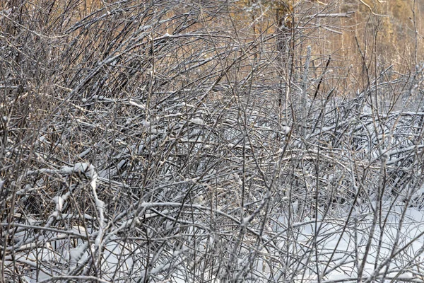 Rami marroni alberi caduti coperti di neve soffice bianca sono in giorno d'inverno — Foto Stock