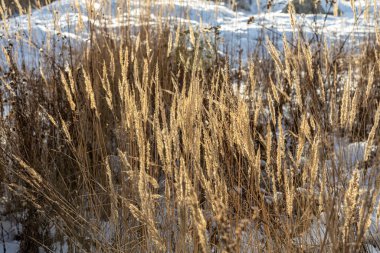Üzerinde don olan portakallı kuru otlar kışın Bokeh ışığı ile güzel bulanık bir arka plandadır.