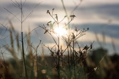Donmuş portakallı kuru otlar güzel bir günbatımı arka planında kışın Bokeh ışığı altında