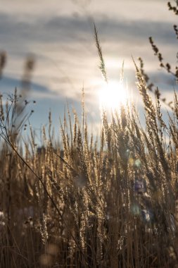 Donmuş portakallı kuru otlar, kışın Bokeh ışığında güzel bir günbatımı arka planındadır. Dikey