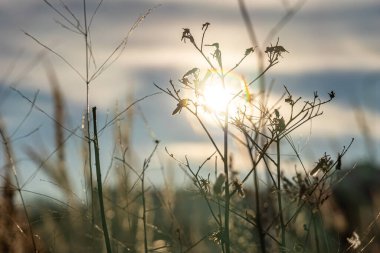 Donmuş portakallı kuru otlar güzel bir günbatımı arka planında kışın Bokeh ışığı altında