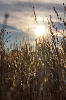 Donmuş portakallı kuru otlar, kışın Bokeh ışığında güzel bir günbatımı arka planındadır. Dikey
