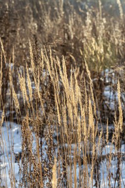 Üzerinde don olan portakallı kuru otlar kışın bokeh ışığı ile güzel bulanık bir arka plandadır. Dikey
