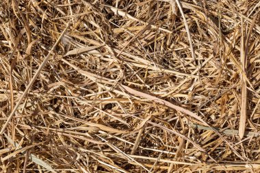 Fotoğrafta güzel, yatay, kuru sarı ve kahverengi çimen dokusu var.