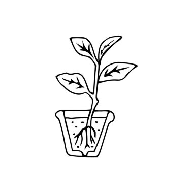 A Black outline hand drawing vector illustration of a small Dumb cane plant with roots transplanting in a pot isolated on a white background
