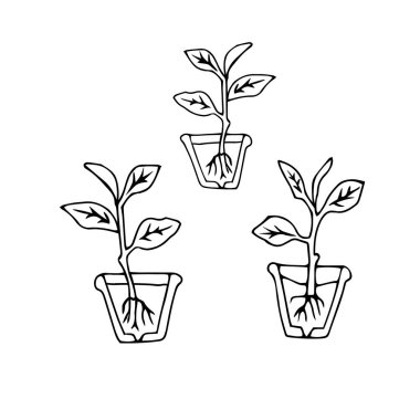 A Black outline hand drawing vector illustration of a group of small Dumb cane plants with roots transplanting in a pots