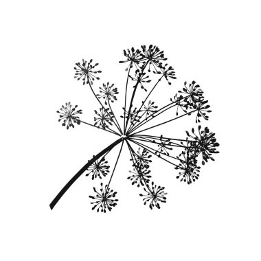 Dereotu tohumlarının bir gri dalı beyaz arka planda, Vektör illüstrasyonu