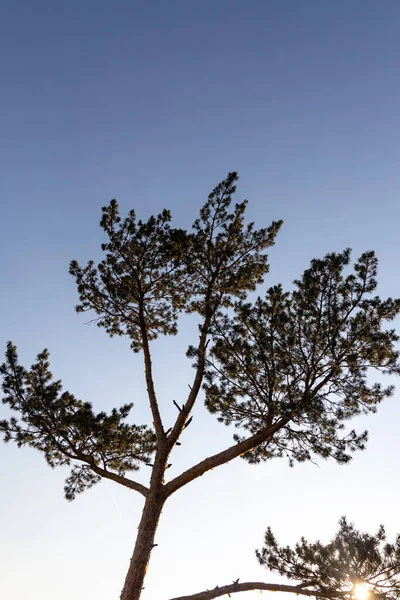 Uma Foto Vertical Pinheiro Contra Fundo Azul Céu Floresta Verão — Fotografia de Stock