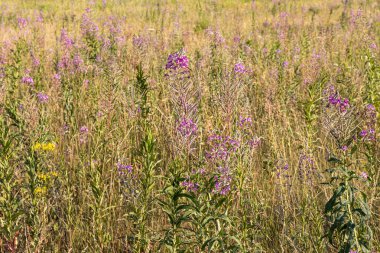 Yeşil ve sarı tarlaların güzel manzarası ve çiçek açan Sally çiçekleri yaz güneşli günündedir.