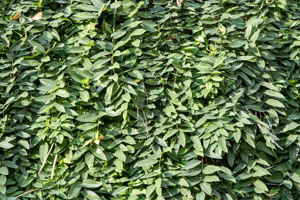 Una Textura Verde Las Ramas Del Arbusto Ficus Con Hojas — Foto de Stock