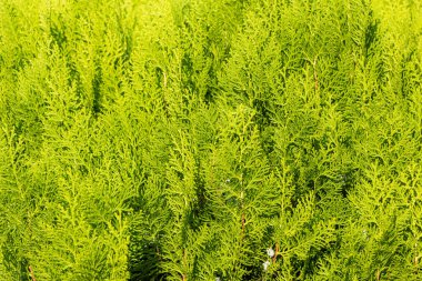 Açık rengin güzel bir dokusu Eşkıya çalılarının yeşil dalları