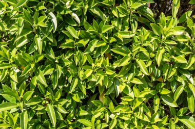 Ficus çalılarının yeşil bir dokusu. Fotoğrafta gördüğümüz yapraklarla birlikte.