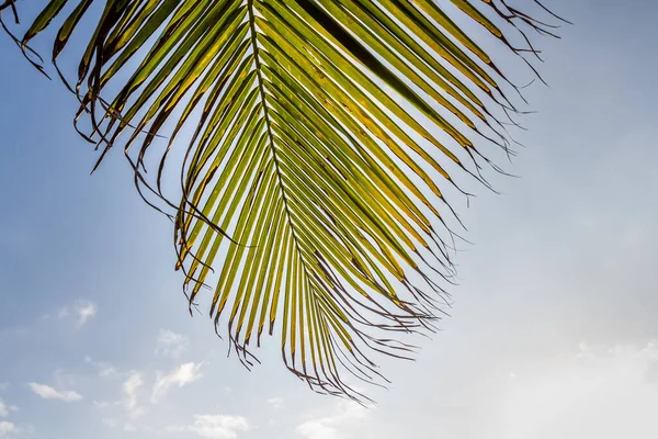 美しい大きなココスの木の葉はビーチオレンジの日の出の空の背景にあります — ストック写真