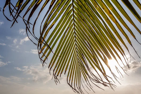 Beautiful Big Cocos Nucifera Palm Leaf Beach Orange Sunrise Sky — Stock Photo, Image
