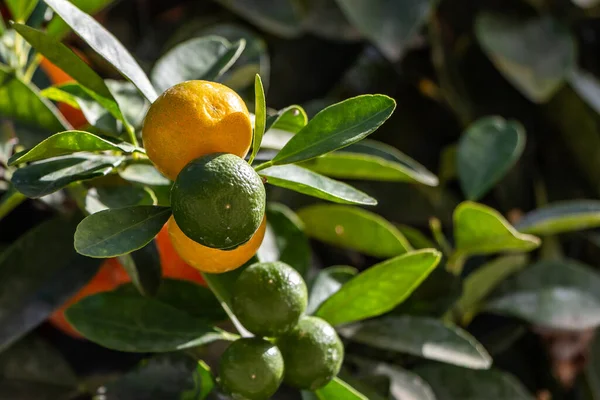 Een Groep Frisse Oranje Groene Mandarijnen Met Groene Bladeren Staat — Stockfoto