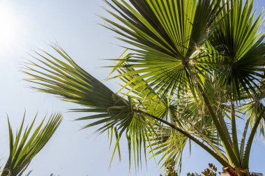 Güzel yeşil palmiye yaprakları mavi gökyüzü arka planında.