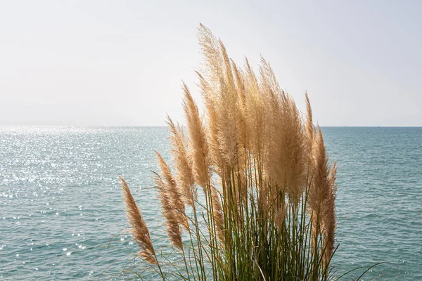 Сухая Желтая Трава Cortaderia Selloana Pumil Fefampas Синем Фоне Моря — стоковое фото