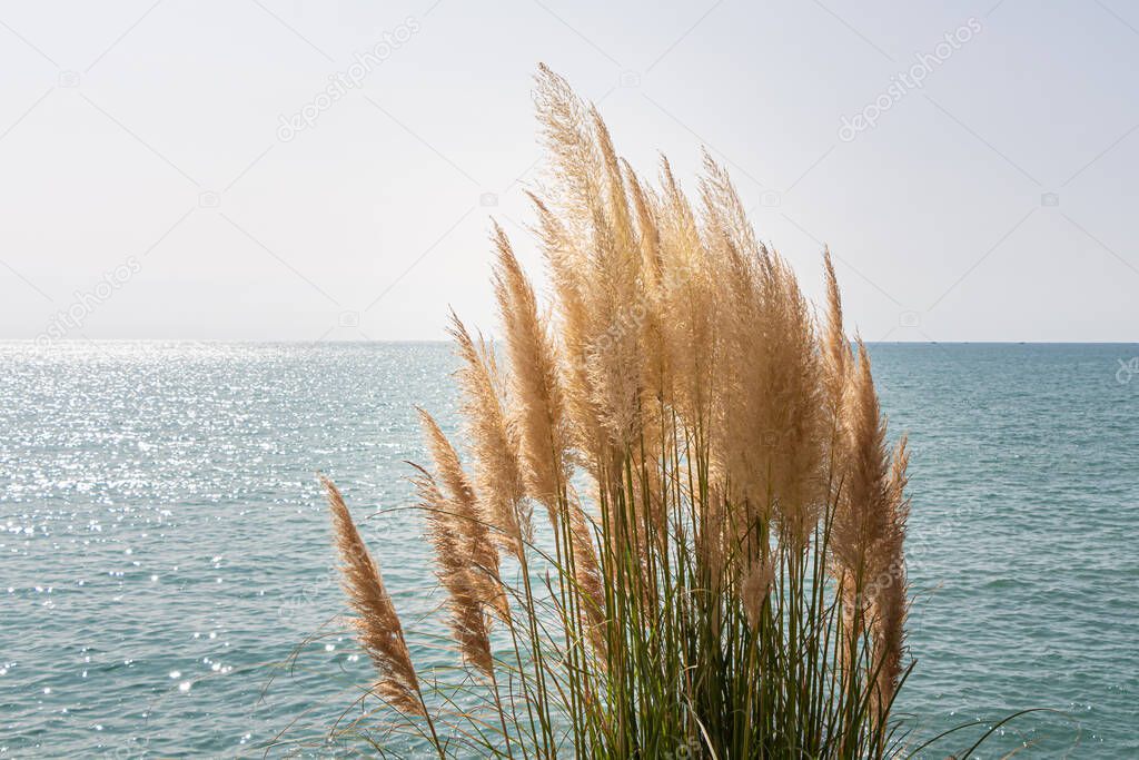 The Dry yellow Cortaderia Selloana Pumila feather pampas grass with is on a blue sea and sky background