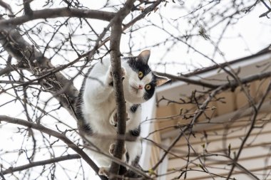 Genç, güzel, siyah beyaz bir kedi. Büyük sarı gözleri var. Sonbaharda bahçede ağaçta çırpınıyor.