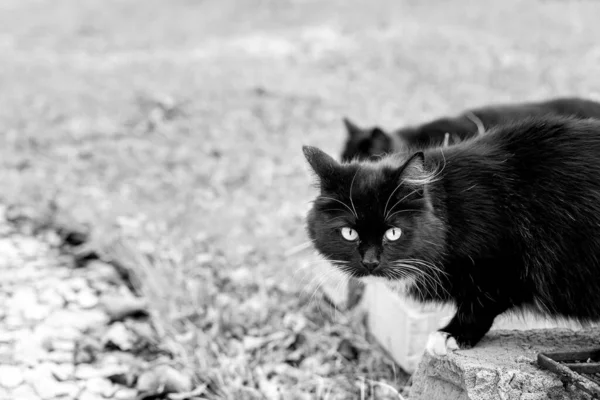 Los Dos Hermosos Gatos Negros Adultos Jóvenes Con Ojos Verdes —  Fotos de Stock