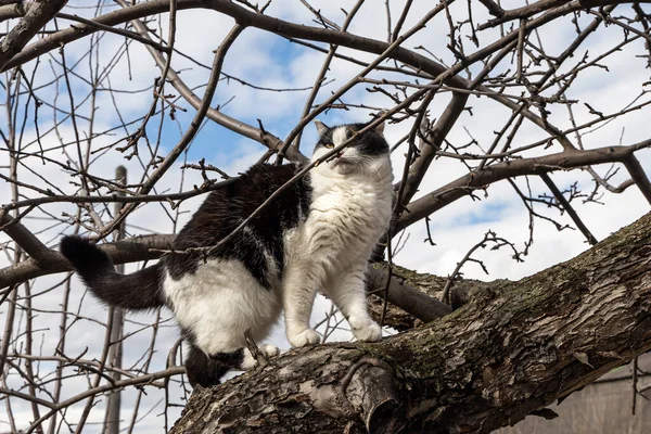 Un beau jeune chat adulte noir et blanc avec de grands yeux jaunes brouille sur un arbre — Photo