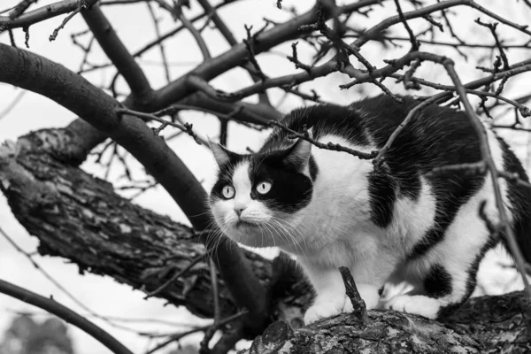 Um belo adulto jovem gato preto e branco com grandes olhos embaralha em uma árvore — Fotografia de Stock