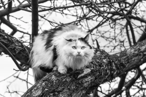 Vacker vuxen långt hår svart vit och röd katt med stora blå ögon rusar på ett träd — Stockfoto