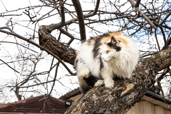 Όμορφη ενήλικη μακριά μαλλιά μαύρο άσπρο και κόκκινο γάτα με μεγάλα μπλε μάτια ανακατεύεται σε ένα δέντρο — Φωτογραφία Αρχείου