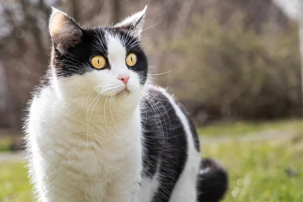 En vacker vuxen ung svart och vit katt med stora gula ögon är i trädgården på sommaren — Stockfoto