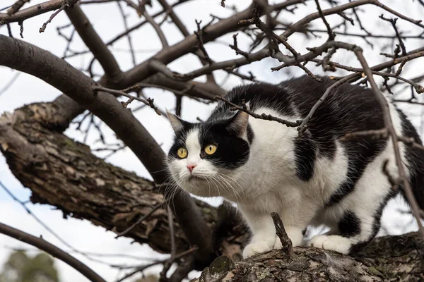 Eine schöne erwachsene junge schwarz-weiße Katze mit großen gelben Augen klettert auf einen Baum — Stockfoto