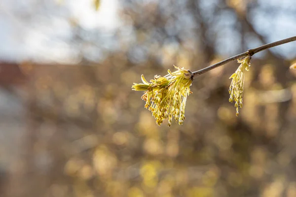 Ветки кленовых цветов с молодыми зелеными резными листьями и семенами весной на голубом фоне неба в парке — стоковое фото