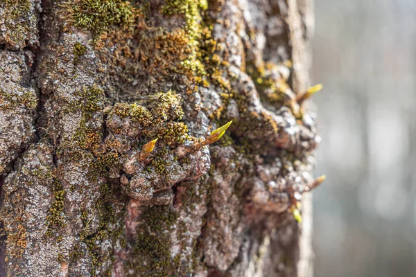 Un ramo di pioppo con foglie fresche verdi e boccioli è su uno sfondo corteccia marrone in un parco in primavera — Foto Stock