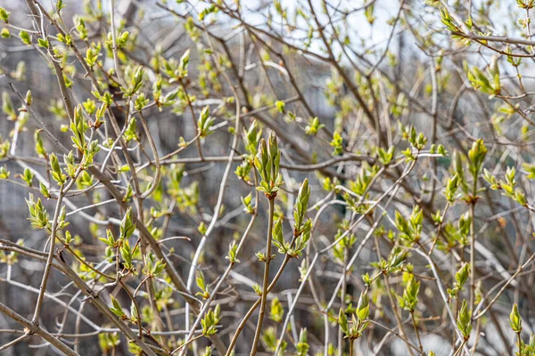 Lilac branches with green fresh leaves and buds is on a blurred background in a park in spring — Stock Photo, Image