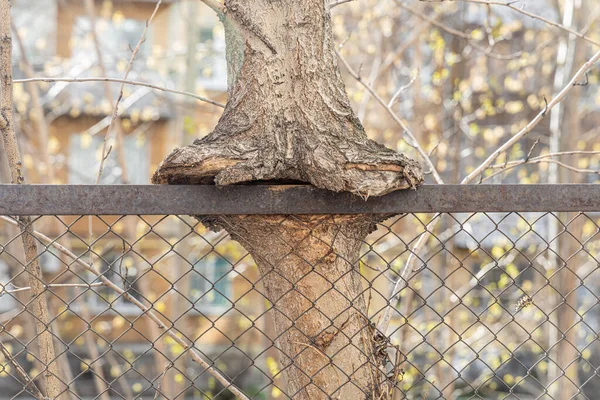 Tronco Albero Marrone Incorporato Una Rete Metallica Recinzione — Foto Stock