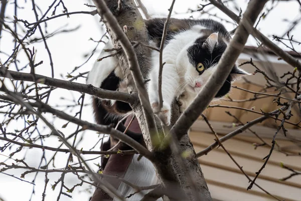 秋には庭の木の上に大きな黄色の目をした美しい大人の若い黒と白の猫がスクランブル — ストック写真