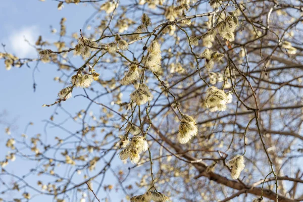Ветви Ивы Зелеными Свежими Листьями Бутонами Размытом Фоне Парке Весной — стоковое фото