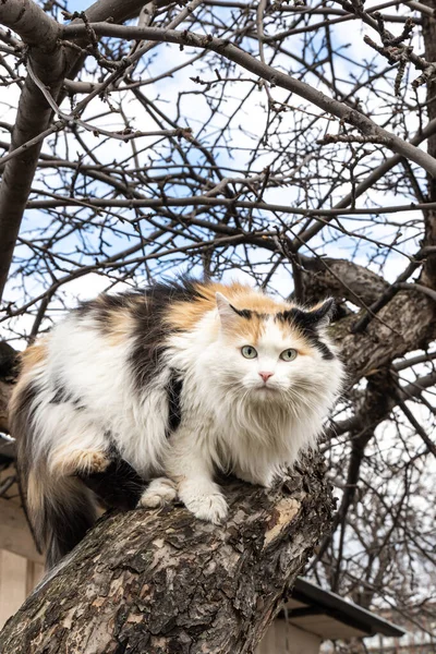 Beau Chat Adulte Long Cheveux Noir Blanc Rouge Avec Grands — Photo