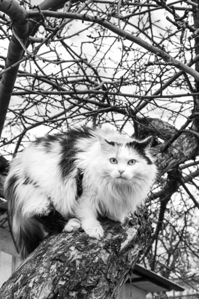 美しいです大人長い髪黒白と赤猫とともに大きな青い目スクランブル上の木 — ストック写真
