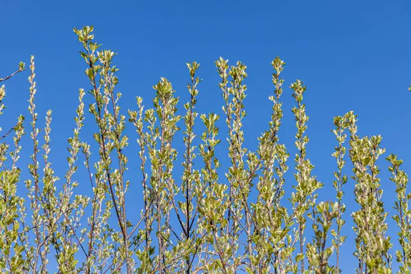 Çiçek Açmadan Önce Yeşil Yapraklı Tomurcuklu Kuş Kirazının Genç Dalları — Stok fotoğraf
