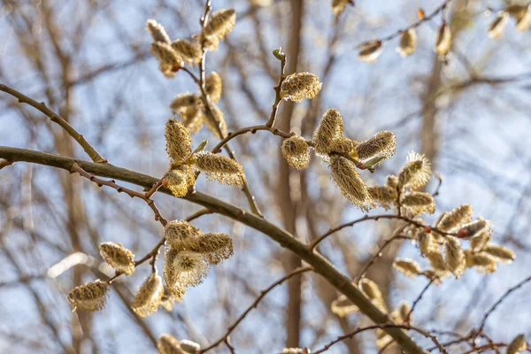 Die Weidenzweige Mit Grünen Frischen Blättern Und Knospen Sind Frühling — Stockfoto