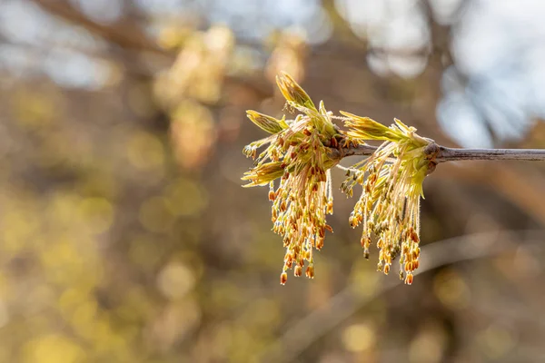 Ветки Кленовых Цветов Молодыми Зелеными Резными Листьями Семенами Весной Голубом — стоковое фото