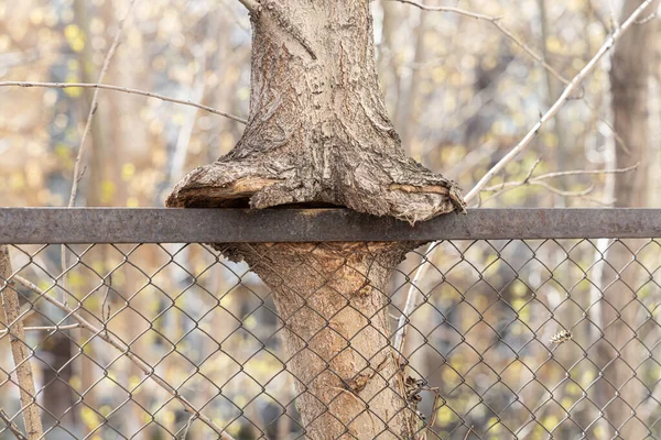 Tronco Albero Marrone Incorporato Una Rete Metallica Recinzione — Foto Stock