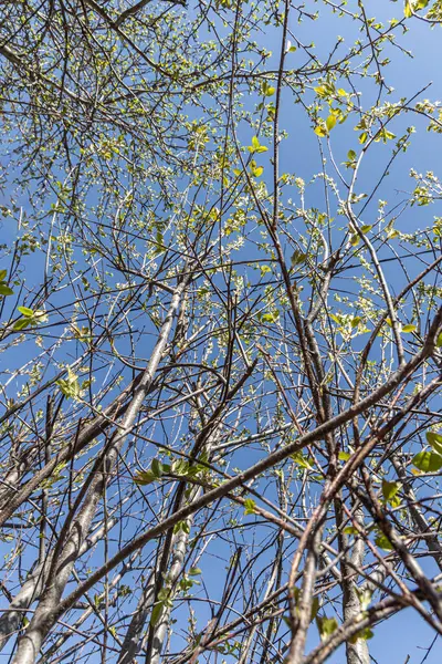 新緑と蕾の鳥桜の枝は春の公園の青空を背景にぼんやりとしています — ストック写真