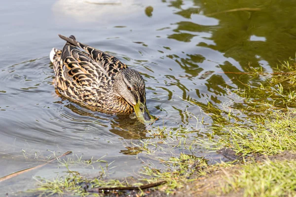 Canard Adulte Brun Nez Vert Nage Dans Étang Parc — Photo