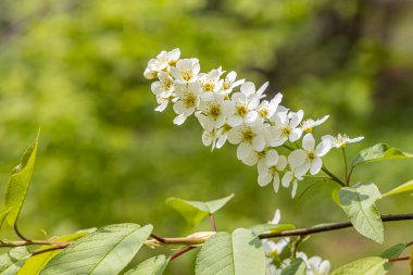 Yeşil yapraklı yabani kuş kiraz ağacının beyaz çiçeği baharda bir parkta.
