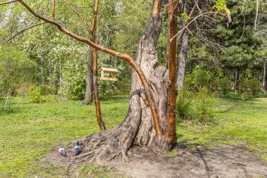 Plywood 'dan yeni sarı bir kuş ve sincap besleme evi sonbaharda parktaki eski bir huş ağacında asılı duruyor.