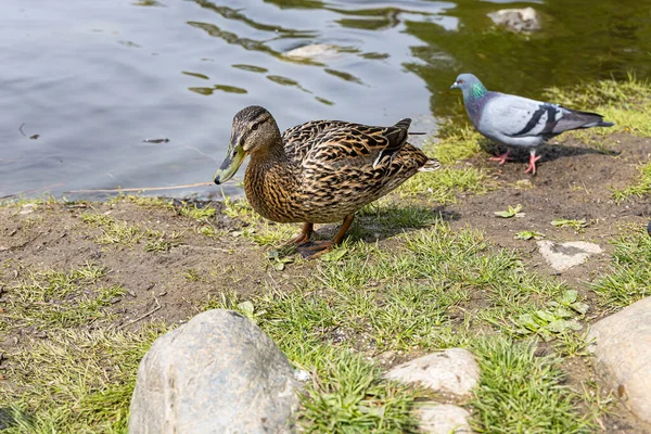 Canard Brun Adulte Nez Vert Est Bord Étang Dans Parc — Photo